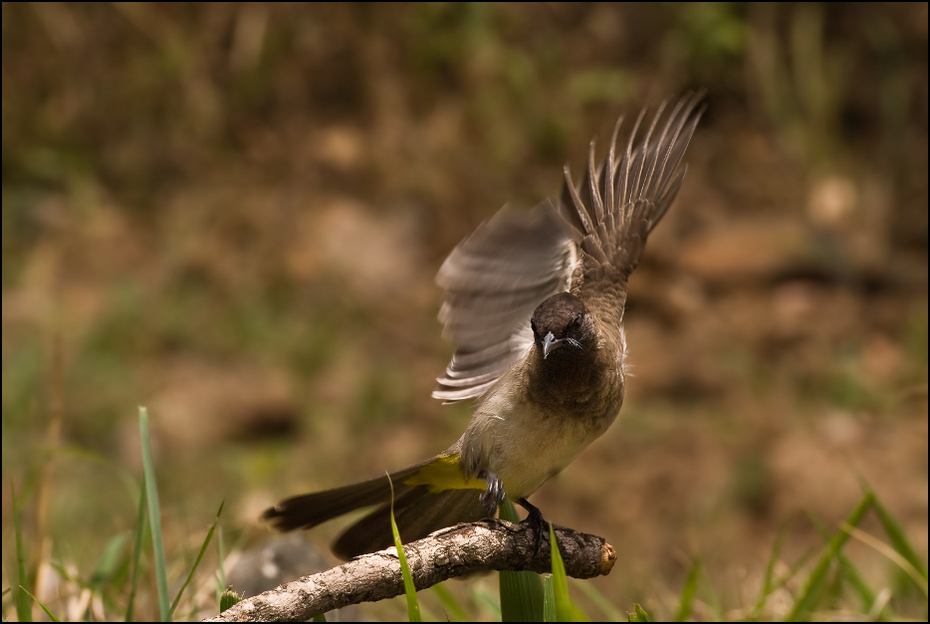  Bilbil ogrodowy Ptaki Nikon D200 AF-S Nikkor 70-200mm f/2.8G Kenia 0 ptak fauna dzikiej przyrody dziób skrzydło flycatcher starego świata wróbel organizm zięba Emberizidae