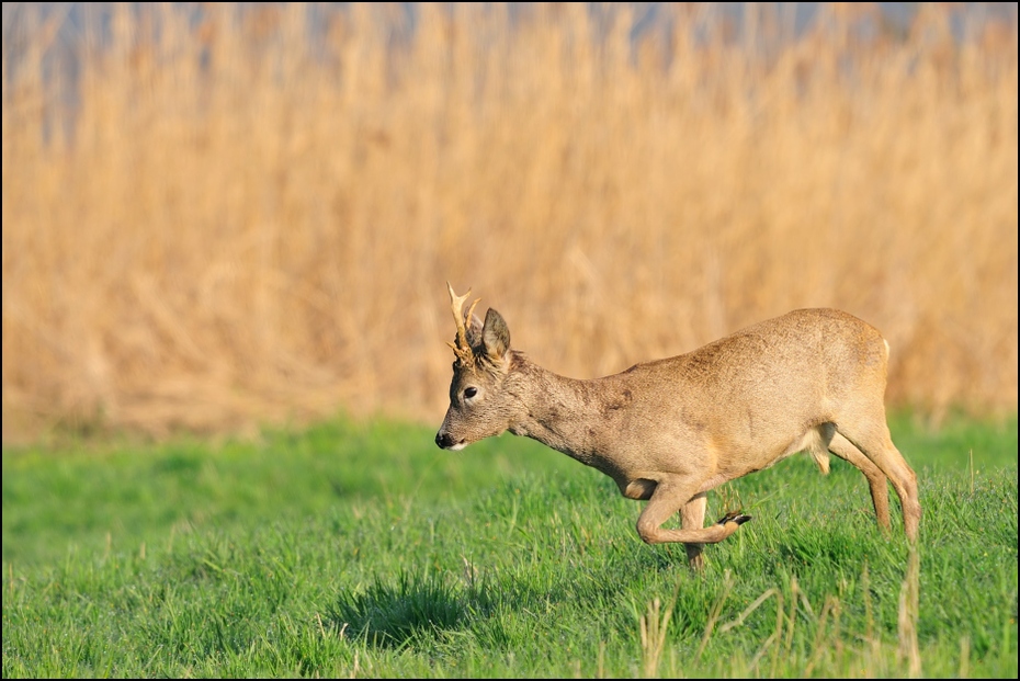  Koziołek Inne koziołek sarna kozioł Nikon D300 Sigma APO 500mm f/4.5 DG/HSM Zwierzęta dzikiej przyrody łąka jeleń fauna ssak ekosystem trawa preria Sarna z bialym ogonem zwierzę lądowe