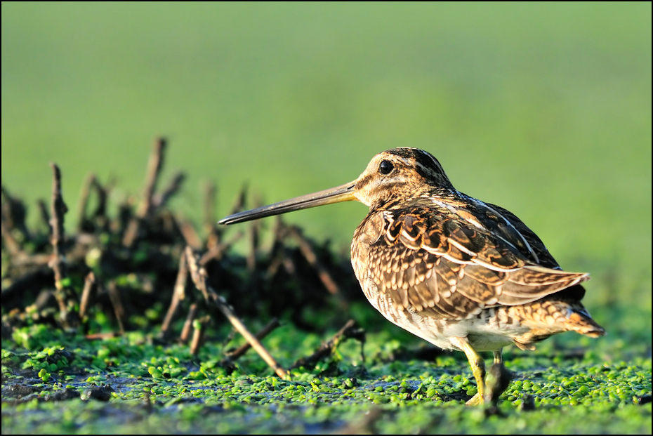  Bekas Kszyk Ptaki Nikon D300 Sigma APO 500mm f/4.5 DG/HSM Zwierzęta ptak bekas dziób ekosystem fauna dzikiej przyrody shorebird organizm charadriiformes trawa