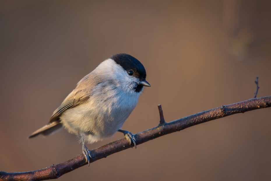  Czarnogłówka Ptaki sikorka czarnogłowa ptaki Nikon D7200 NIKKOR 200-500mm f/5.6E AF-S Zwierzęta ptak dziób fauna dzikiej przyrody pióro ścieśniać chickadee flycatcher starego świata skrzydło Gałązka