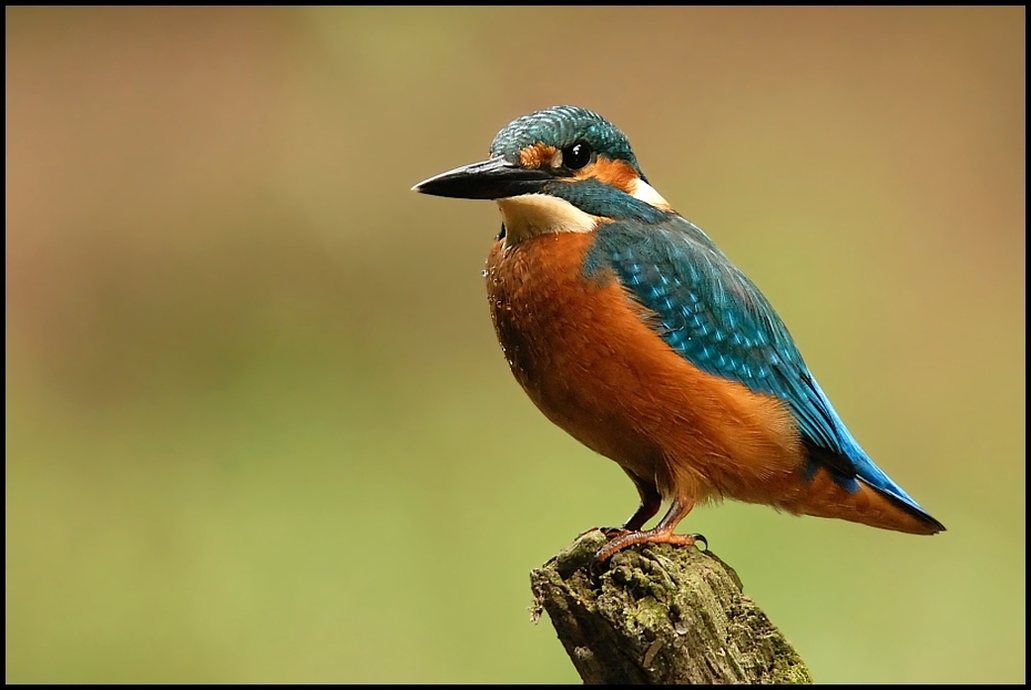  Zimorodek Ptaki Nikon D200 Sigma APO 50-500mm f/4-6.3 HSM Zwierzęta ptak dziób fauna dzikiej przyrody pióro organizm wałek skrzydło