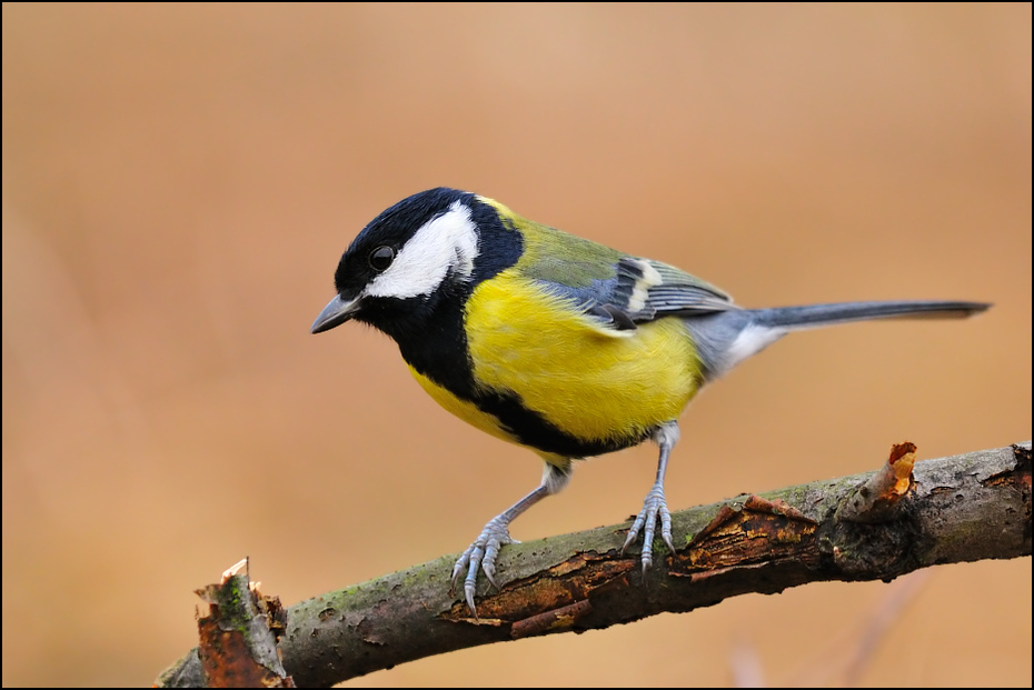  Bogatka Ptaki sikorka bogatka Nikon D300 Sigma APO 500mm f/4.5 DG/HSM Zwierzęta ptak dziób fauna chickadee zięba dzikiej przyrody pióro ptak przysiadujący organizm skrzydło