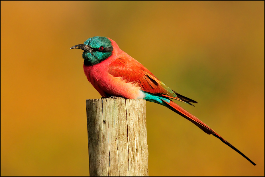  Żołna szkarłatna Ptaki Nikon D300 Sigma APO 500mm f/4.5 DG/HSM Etiopia 0 ptak fauna dziób dzikiej przyrody coraciiformes zjadacz pszczół organizm pióro skrzydło