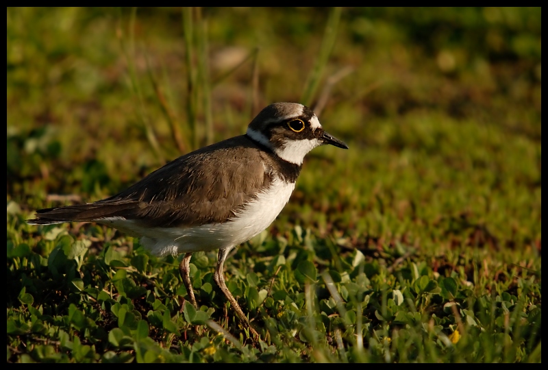  Sieweczka rzeczna Ptaki sieweczka ptaki Nikon D200 Sigma APO 50-500mm f/4-6.3 HSM Zwierzęta ptak fauna ekosystem dziób dzikiej przyrody shorebird organizm trawa ecoregion skrzydło