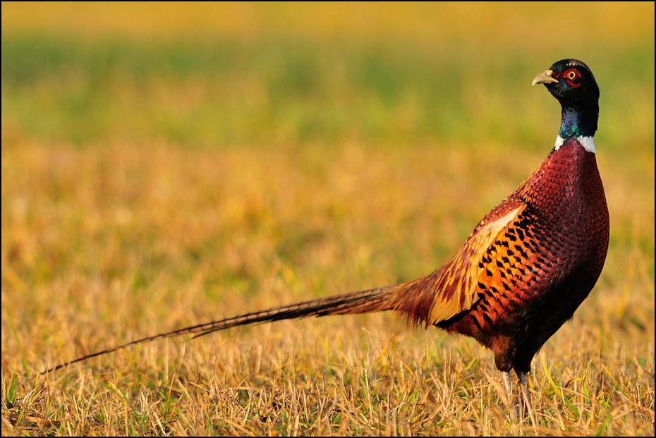  Bażant Ptaki Nikon D300 Sigma APO 500mm f/4.5 DG/HSM Zwierzęta ptak ekosystem bażant łąka galliformes dziób dzikiej przyrody trawa preria fauna