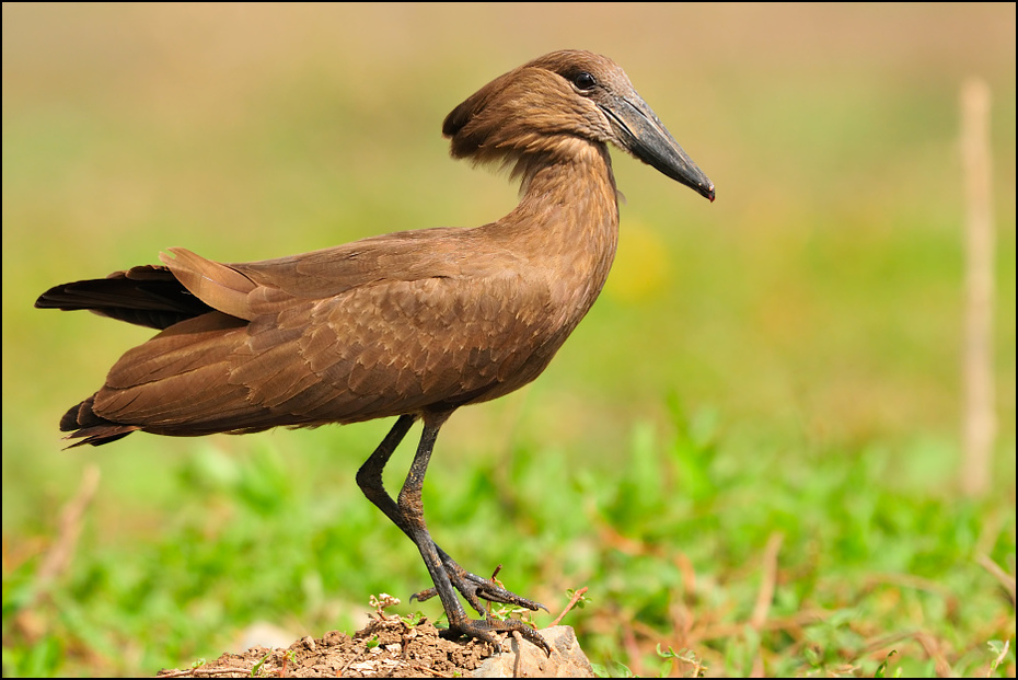  Waruga Ptaki Nikon D300 Sigma APO 500mm f/4.5 DG/HSM Etiopia 0 ptak fauna dziób dzikiej przyrody organizm ibis Ciconiiformes ecoregion żuraw jak ptak bocian