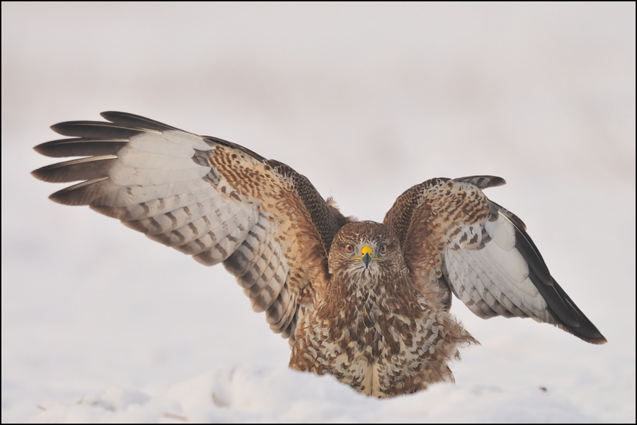  Myszołów #13 Ptaki Nikon D300 Sigma APO 500mm f/4.5 DG/HSM Zwierzęta ptak dziób jastrząb ptak drapieżny sokół fauna myszołów pióro dzikiej przyrody orzeł