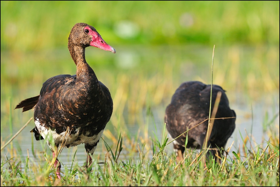  Gęsiec Ptaki Nikon D300 Sigma APO 500mm f/4.5 DG/HSM Etiopia 0 ptak fauna dziób trawa dzikiej przyrody ibis kaczki gęsi i łabędzie wodny ptak kaczka ecoregion