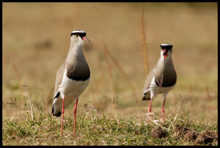  Czajka koroniasta Ptaki ptaki Nikon D200 Sigma APO 500mm f/4.5 DG/HSM Kenia 0 ptak fauna ekosystem dziób dzikiej przyrody ecoregion trawa shorebird ptak morski