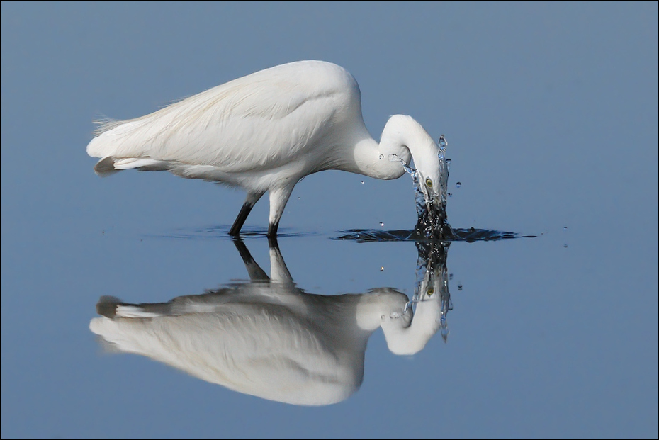  Czapla nadobna Ptaki ptaki Nikon D200 Sigma APO 500mm f/4.5 DG/HSM Kenia 0 ptak dziób fauna Wielka czapla egret pióro czapla pelecaniformes żuraw jak ptak dzikiej przyrody