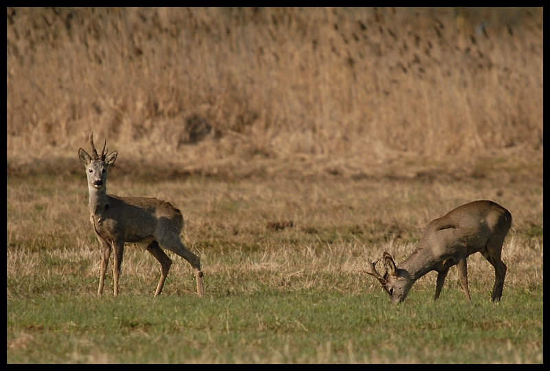  Sarny Inne sarny ssaki zwierzęta sarna Nikon D200 Sigma APO 50-500mm f/4-6.3 HSM Zwierzęta dzikiej przyrody jeleń łąka fauna ssak ekosystem pustynia preria trawa zwierzę lądowe