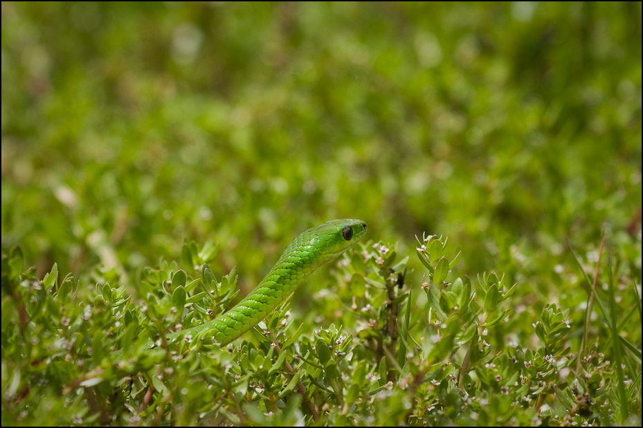  Mamba zielona Zwierzęta Nikon D300 Sigma APO 500mm f/4.5 DG/HSM Kenia 0 Zielony wegetacja trawa liść roślina dzikiej przyrody rodzina traw wilgoć drzewo roślinka nienasięgowa