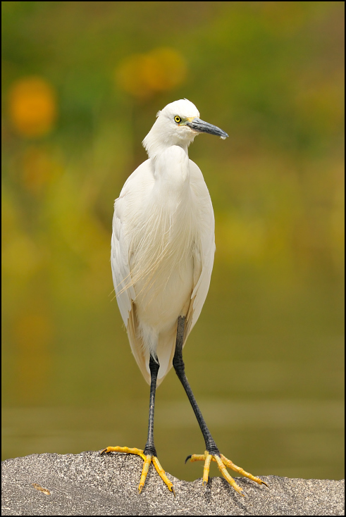  Czapla nadobna Ptaki Nikon D300 Sigma APO 500mm f/4.5 DG/HSM Etiopia 0 ptak fauna dziób bocian egret dzikiej przyrody Ciconiiformes wodny ptak shorebird czapla