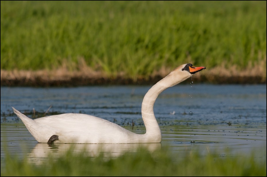  Łabądź Ptaki Nikon D300 Sigma APO 500mm f/4.5 DG/HSM Zwierzęta ptak woda łabędź fauna ekosystem wodny ptak kaczki gęsi i łabędzie dziób dzikiej przyrody staw