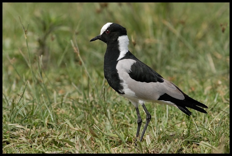  Czajka srokata Ptaki ptaki Nikon D200 Sigma APO 500mm f/4.5 DG/HSM Kenia 0 ptak fauna dziób shorebird dzikiej przyrody trawa wodny ptak ptak morski ecoregion sroka