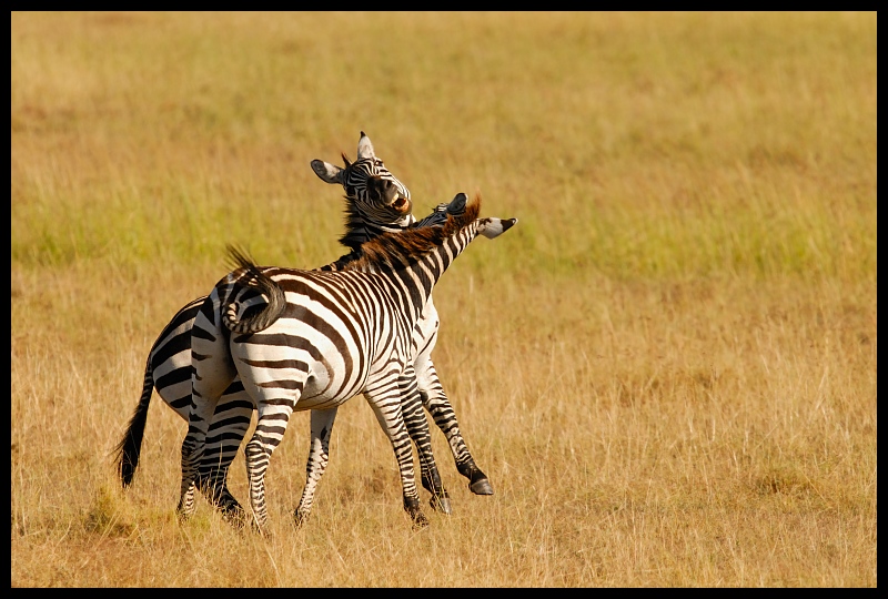  Zebra Przyroda zebra ssaki kenia masai mara Nikon D200 Sigma APO 500mm f/4.5 DG/HSM Kenia 0 dzikiej przyrody łąka zwierzę lądowe fauna ekosystem sawanna trawa ecoregion step