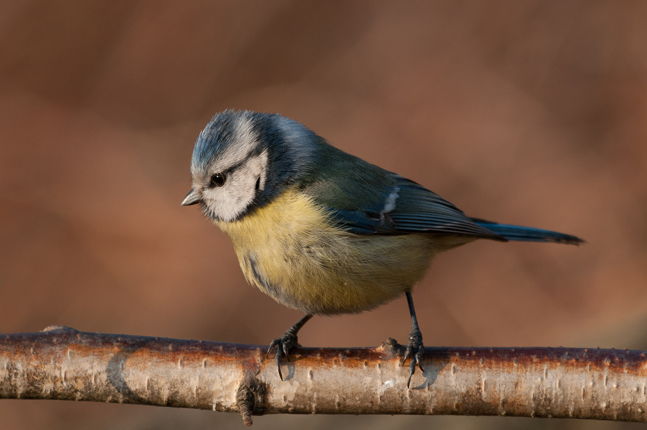  Modraszka Ptaki karmnik Nikon D300 Sigma APO 500mm f/4.5 DG/HSM Zwierzęta ptak fauna dziób dzikiej przyrody chickadee zięba pióro ptak przysiadujący Emberizidae organizm