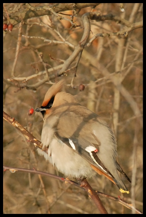  Jemiołuszka Moje jemiołuszka ptaki Nikon D200 Sigma APO 100-300mm f/4 HSM ptak fauna dziób ekosystem dzikiej przyrody zięba pióro gałąź wodny ptak organizm