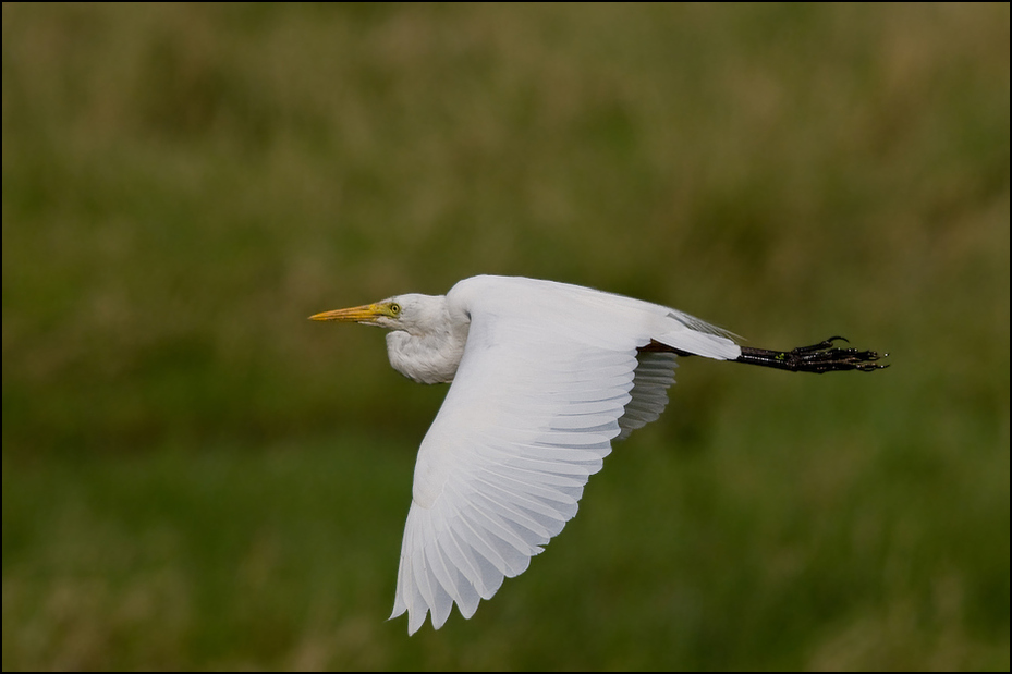  Czapla czarnonoga Ptaki Nikon D300 Sigma APO 500mm f/4.5 DG/HSM Kenia 0 ptak dziób fauna Wielka czapla egret dzikiej przyrody czapla shorebird ptak morski ecoregion