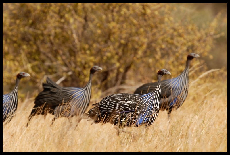  Perlica sępia Ptaki perlica ptaki Nikon D200 Sigma APO 500mm f/4.5 DG/HSM Kenia 0 dzikiej przyrody ekosystem fauna ptak dziób galliformes preria ptactwo ecoregion pióro