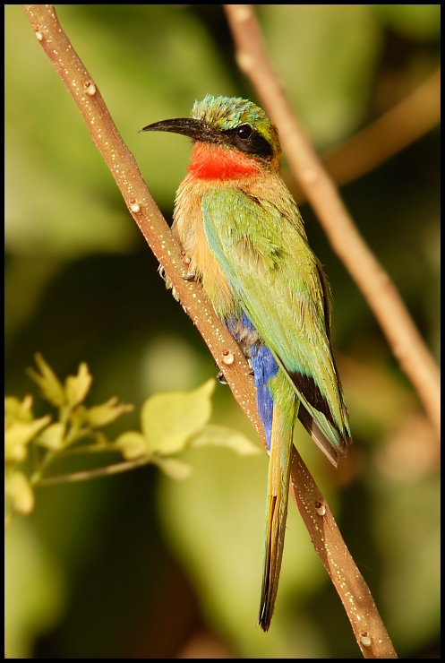  Żołna czerwonogardła Ptaki Nikon D200 Sigma APO 50-500mm f/4-6.3 HSM Senegal 0 ptak dziób fauna zjadacz pszczół coraciiformes dzikiej przyrody jacamar organizm skrzydło piciformes