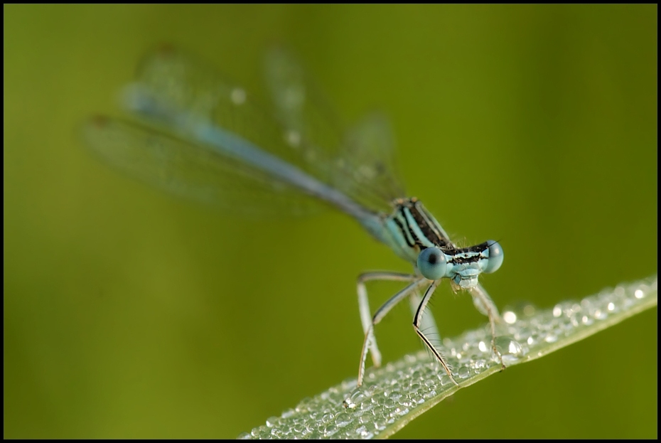  Ważka Ważki Nikon D200 AF-S Micro-Nikkor 105mm f/2.8G IF-ED Makro owad ważka damselfly ważki i muchy bezkręgowy fotografia makro fauna ścieśniać organizm stawonogi