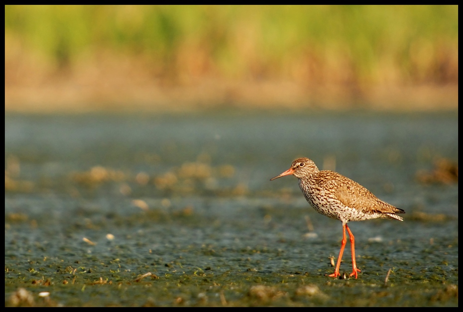  Krwawodziób Ptaki Nikon D200 Sigma APO 50-500mm f/4-6.3 HSM Zwierzęta ptak ekosystem fauna dzikiej przyrody dziób shorebird brodziec woda ecoregion redshank