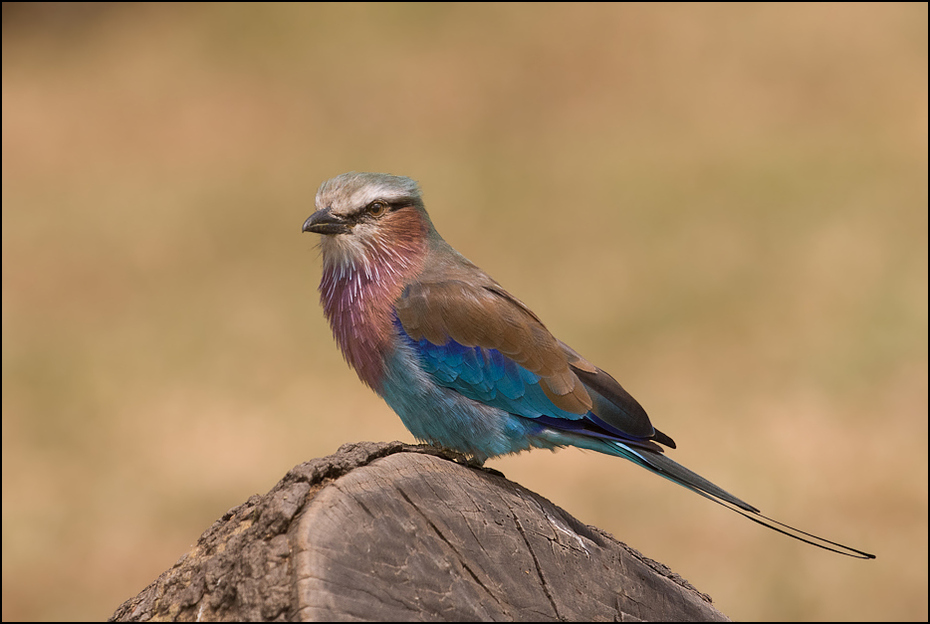  Kraska Ptaki kraska ptaki Nikon D200 Sigma APO 500mm f/4.5 DG/HSM Kenia 0 ptak wałek fauna dziób pióro dzikiej przyrody niebieski ptak sójka organizm skrzydło