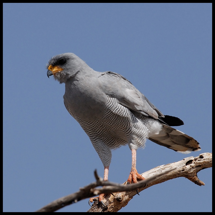  Jastrzębiak ciemny Ptaki Jastrzebiak ptaki kenya Nikon D200 Sigma APO 500mm f/4.5 DG/HSM Kenia 0 ptak fauna dziób jastrząb ptak drapieżny dzikiej przyrody pióro sokół niebo skrzydło