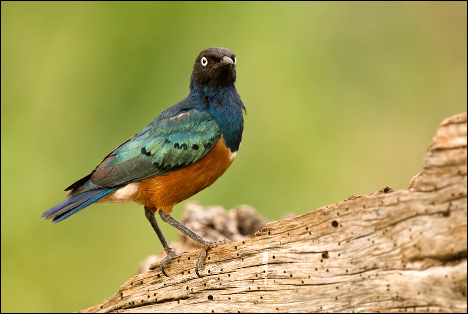  Błyszczak rudobrzuchy Ptaki superb starling ptaki samburu kenia Nikon D200 Sigma APO 500mm f/4.5 DG/HSM Kenia 0 ptak dziób fauna organizm zięba dzikiej przyrody niebieski ptak ptak przysiadujący pióro wałek