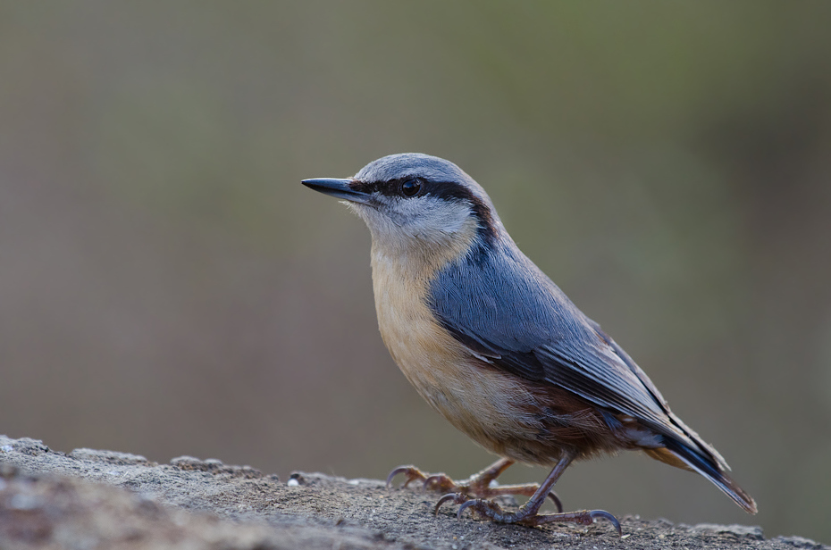  Kowalik Ptaki kowalik ptaki Nikon D70 Sigma APO 100-300mm f/4 HSM Zwierzęta ptak fauna dziób dzikiej przyrody strzyżyk flycatcher starego świata pióro ptak przysiadujący organizm skrzydło