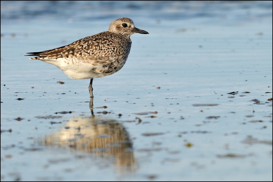  Siewnica Ptaki zanzibar Nikon D300 Sigma APO 500mm f/4.5 DG/HSM Tanzania 0 ptak brodziec Calidrid shorebird fauna dziób dzikiej przyrody mudflat charadriiformes czerwony piaskownica