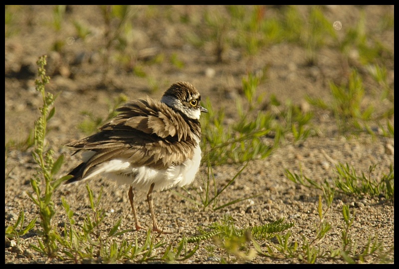  Sieweczka rzeczna Ptaki ptaki sieweczka Nikon D70 Sigma APO 100-300mm f/4 HSM Zwierzęta ptak ekosystem fauna dziób dzikiej przyrody shorebird ecoregion trawa organizm skowronek