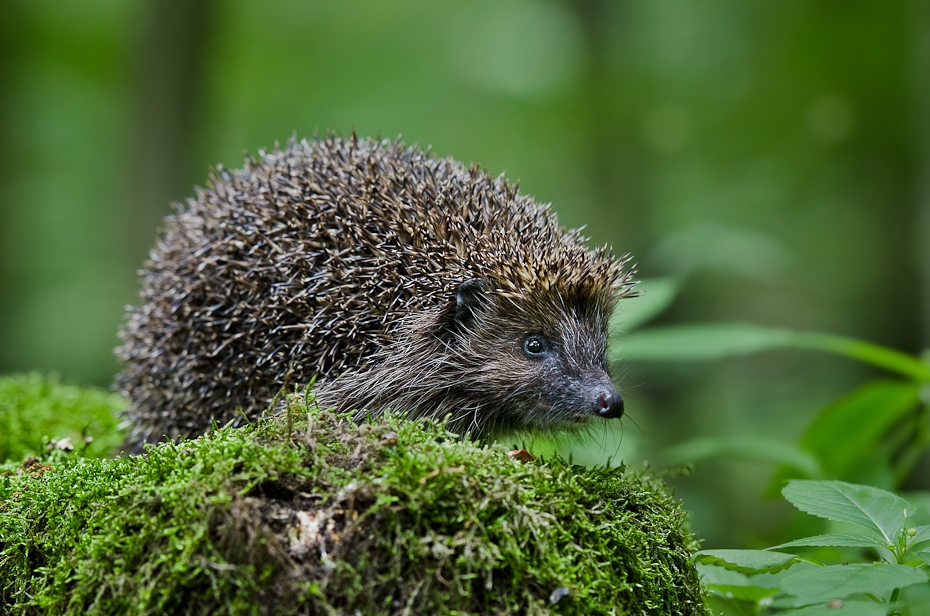  Jeż Inne Nikon D7000 AF-S Nikkor 70-200mm f/2.8G Zwierzęta jeż erinaceidae udomowiony jeż fauna ssak jeżozwierz trawa echidna dzikiej przyrody pysk