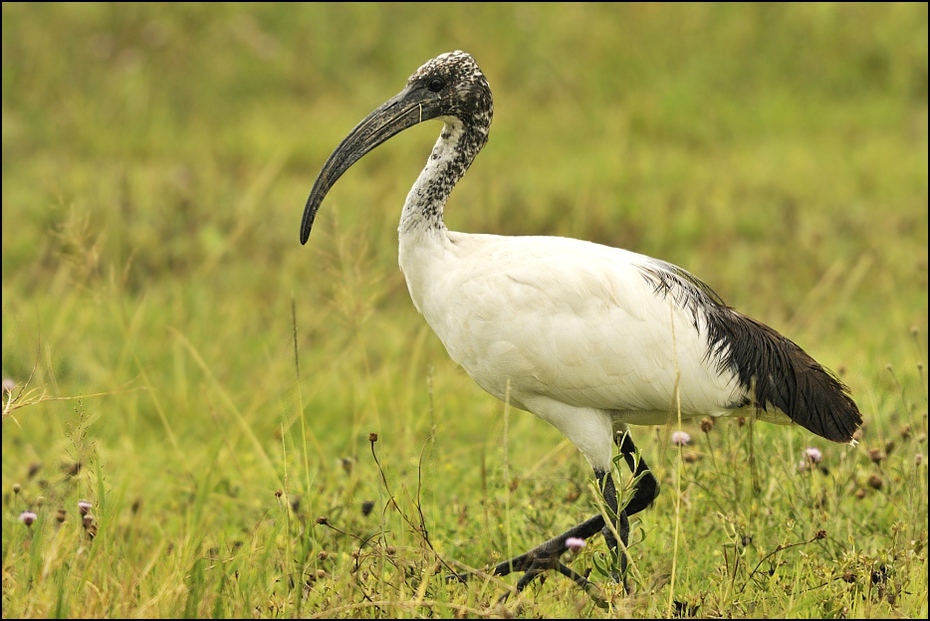  Ibis czczony Ptaki Nikon D300 Sigma APO 500mm f/4.5 DG/HSM Tanzania 0 ptak ibis ekosystem żuraw jak ptak dziób dźwig fauna bocian Ciconiiformes dzikiej przyrody