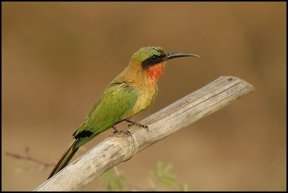  Żołna czerwonogardła Ptaki Nikon D70 Sigma APO 50-500mm f/4-6.3 HSM Senegal 0 ptak dziób fauna zjadacz pszczół dzikiej przyrody coraciiformes organizm skrzydło koliber pióro