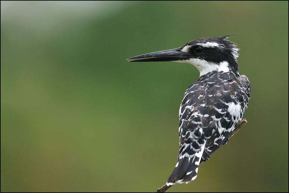  Rybaczek srokaty Ptaki Nikon D300 Sigma APO 500mm f/4.5 DG/HSM Kenia 0 ptak dziób fauna dzikiej przyrody flora ścieśniać pióro organizm shorebird