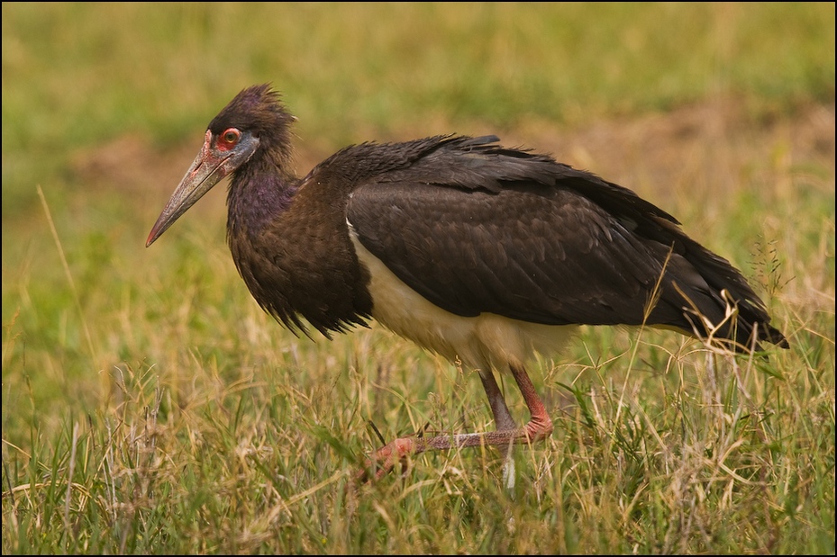  Bocian białobrzuchy Ptaki Nikon D300 Sigma APO 500mm f/4.5 DG/HSM Tanzania 0 ptak bocian Ciconiiformes fauna dziób bocian czarny ibis bocian biały bocian marabut dzikiej przyrody