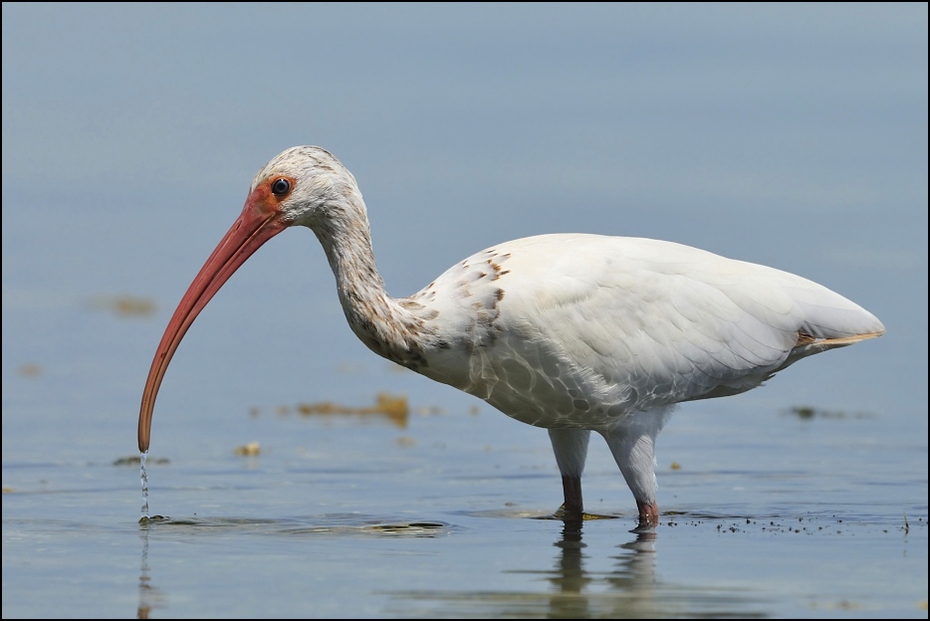  Ibis biały Ptaki Nikon D300 Sigma APO 500mm f/4.5 DG/HSM USA, Floryda 0 ptak ibis dziób fauna Wielka czapla shorebird pelecaniformes wodny ptak dzikiej przyrody egret