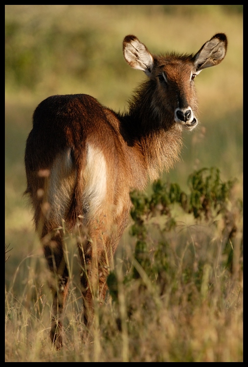  Waterback Przyroda waterback ssaki kenya Nikon D200 Sigma APO 500mm f/4.5 DG/HSM Kenia 0 dzikiej przyrody ssak fauna antylopa zwierzę lądowe waterbuck organizm pysk trawa impala