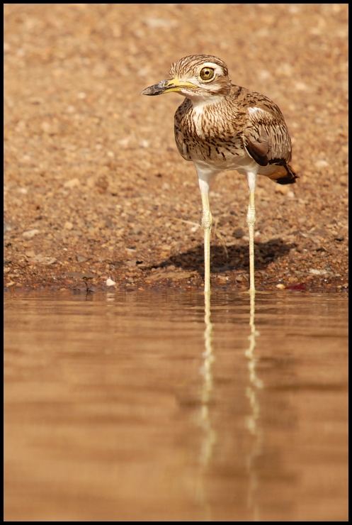  Kulon rzeczny Ptaki Nikon D200 Sigma APO 50-500mm f/4-6.3 HSM Senegal 0 fauna ptak dzikiej przyrody dziób shorebird żuraw jak ptak wodny ptak dźwig