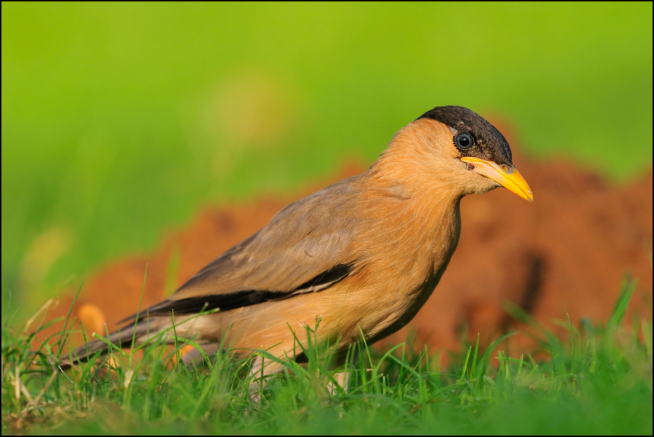  Szpak bramiński Ptaki Nikon D300 Sigma APO 500mm f/4.5 DG/HSM Indie 0 ptak ekosystem fauna dziób dzikiej przyrody flycatcher starego świata organizm trawa ścieśniać łąka