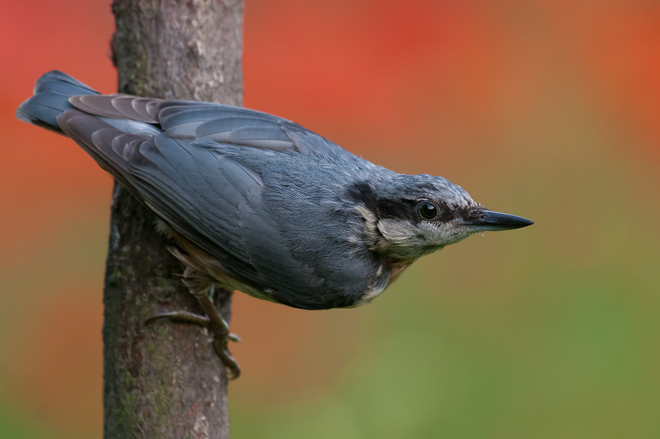  Kowalik Ptaki Nikon D300 Sigma APO 500mm f/4.5 DG/HSM Zwierzęta ptak fauna dziób wieża amerykańska wrona wrona kos dzikiej przyrody Wrona jak ptak nowa wrona kaledońska