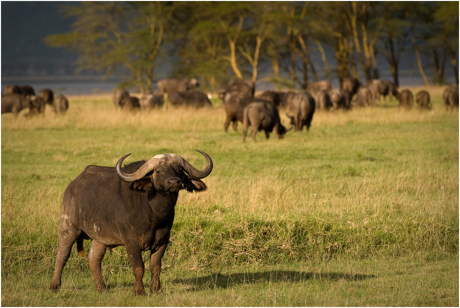  Bawół Zwierzęta Nikon D200 AF-S Nikkor 70-200mm f/2.8G Kenia 0 dzikiej przyrody łąka zwierzę lądowe sawanna fauna safari pustynia rezerwat przyrody wodny bawół róg