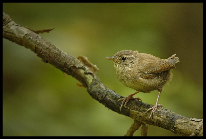  Strzyżyk Ptaki strzyzyk ptaki Nikon D70 Sigma APO 100-300mm f/4 HSM Zwierzęta ptak strzyżyk fauna dziób dzikiej przyrody flycatcher starego świata słowik ptak przysiadujący wróbel zięba