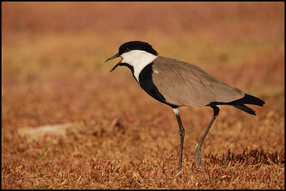  Czajka szponiasta Ptaki Nikon D200 Sigma APO 50-500mm f/4-6.3 HSM Senegal 0 ptak fauna ekosystem dzikiej przyrody dziób ecoregion zamaskowana czajka żuraw jak ptak skrzydło shorebird