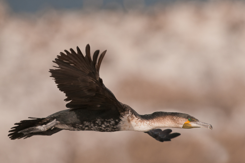  Kormoran Senegal Nikon D300 Sigma APO 500mm f/4.5 DG/HSM Budapeszt Bamako 0 ptak dziób fauna orzeł dzikiej przyrody kormoran ptak drapieżny Bielik amerykański pióro skrzydło