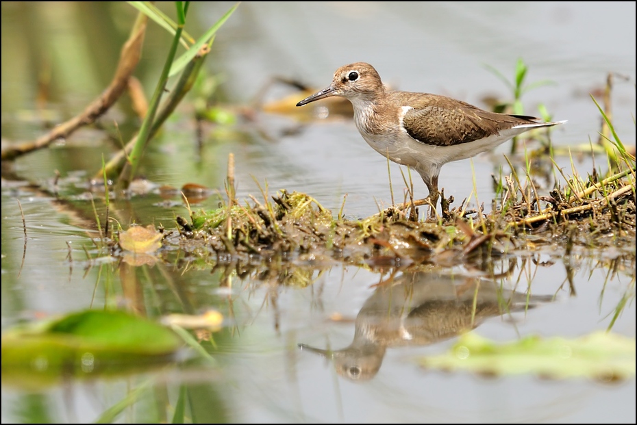  Kuliczek piskliwy Ptaki Nikon D300 Sigma APO 500mm f/4.5 DG/HSM Etiopia 0 ptak fauna ekosystem dziób shorebird dzikiej przyrody woda wodny ptak redshank charadriiformes