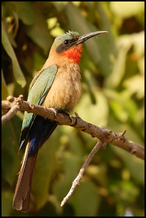  Żołna czerwonogardła Ptaki Nikon D200 Sigma APO 50-500mm f/4-6.3 HSM Senegal 0 ptak dziób fauna zjadacz pszczół dzikiej przyrody coraciiformes jacamar koliber piciformes skrzydło