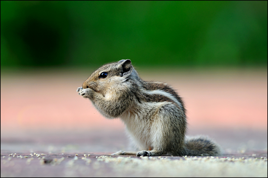  Wiewiórka palmowa Fauna Nikon D300 Zoom-Nikkor 80-200mm f/2.8D Indie 0 wiewiórka ssak fauna dzikiej przyrody gryzoń lis wiewiórka pysk wąsy organizm